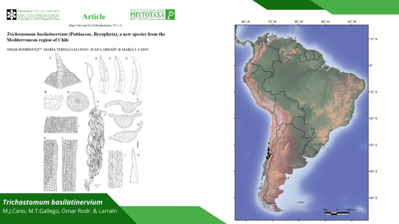 Describimos una nueva especie de musgo, Trichostomum basilatinervium, de la región mediterránea de Chile