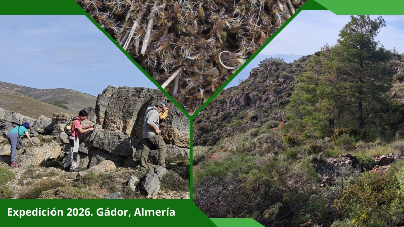 Viajamos a la Sierra de Gádor para continuar con el estudio de su brioflora