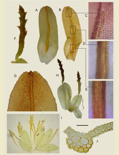 Syntrichia splendida M.T.Gallego & M.J.Cano (Pottiaceae), a new moss species from northern Chile