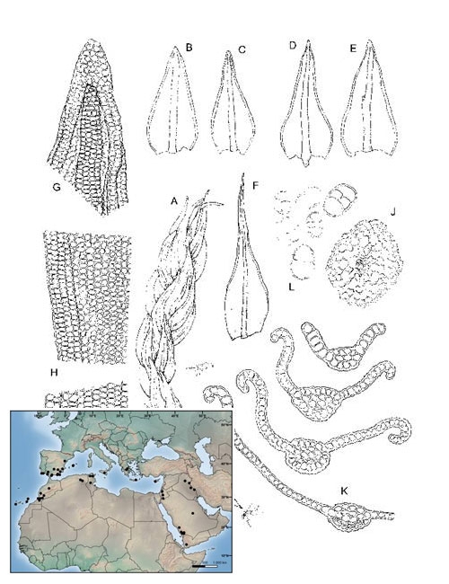 Reappraisal of Barbula trifaria var. desertorum (J. Froehl.) S. Agnew (Pottiaceae, Bryophyta), based on morphological and molecular evidence