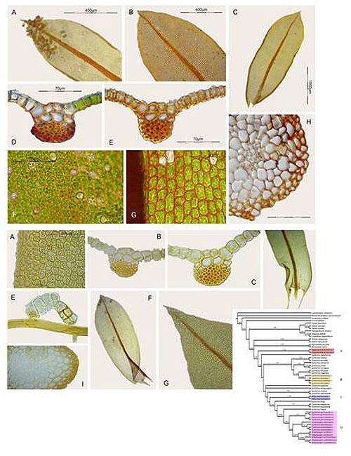 Circumscription and Phylogenetic Position of Two Propagulose Species of Syntrichia (Pottiaceae, Bryophyta) Reveals Minor Realignments within the Tribe Syntricheae