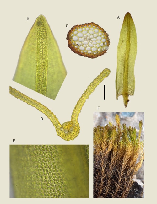 Hymenostylium chapadense M.J.Cano & J.A.Jiménez (Pottiaceae), a new species from Brazil and its phylogenetic position based on molecular data