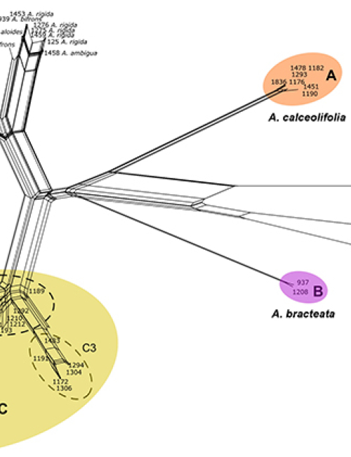 Integrative taxonomy reveals hidden diversity in the Aloina catillum complex (Pottiaceae, Bryophyta)