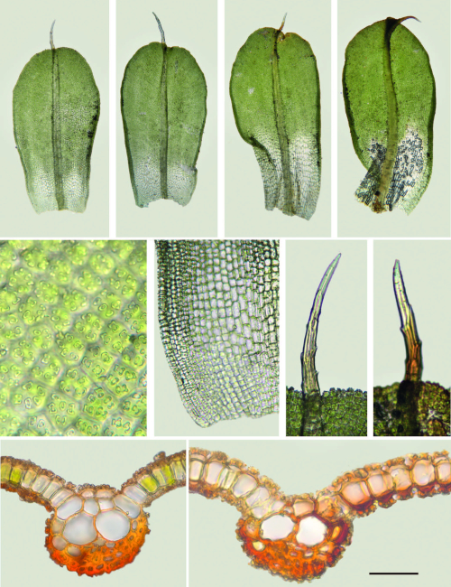 Exploring the diversity of bryophytes in three concatenated bioclimatic belts of Sierra Nevada mountain range (Southern Spain)