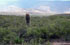 Mendoza: Lujn de Cuyo, pr. Potrerillos, 3259'11''S 6914'56''W, 1650 m.