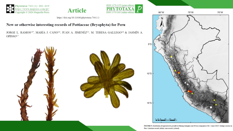 Nuevos registros de musgos en Perú amplían el conocimiento de la biodiversidad neotropical