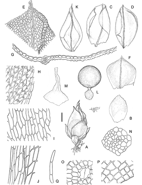 Acaulon chilense Larraín & M.J.Cano (Pottiaceae, Bryophyta), a new species from central Chile