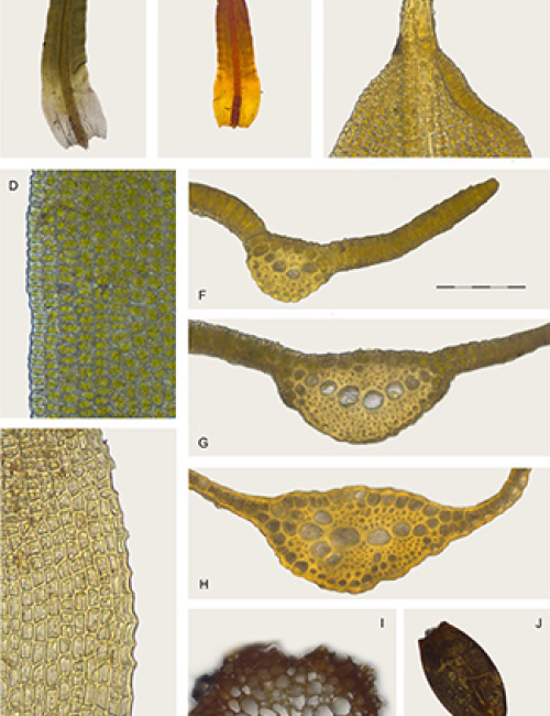 Trichostomum basilatinervium (Pottiaceae, Bryophyta), a new species from the Mediterranean region of Chile