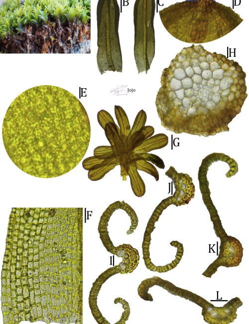 New or otherwise interesting records of Pottiaceae (Bryophyta) for Peru