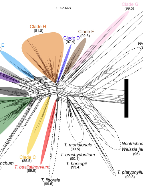 Hidden diversity in the&nbsp;Trichostomum brachydontium&nbsp;complex (Pottiaceae, Bryophyta)&nbsp;revealed by integrative taxonomy